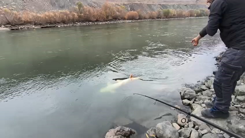 Elazığ&rsquo;da 60 kiloluk turna balığı yakalandı

