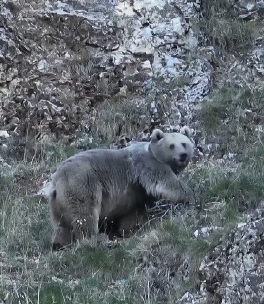 Erzincan’da kış uykusuna hazırlanan iki ayı görüntülendi