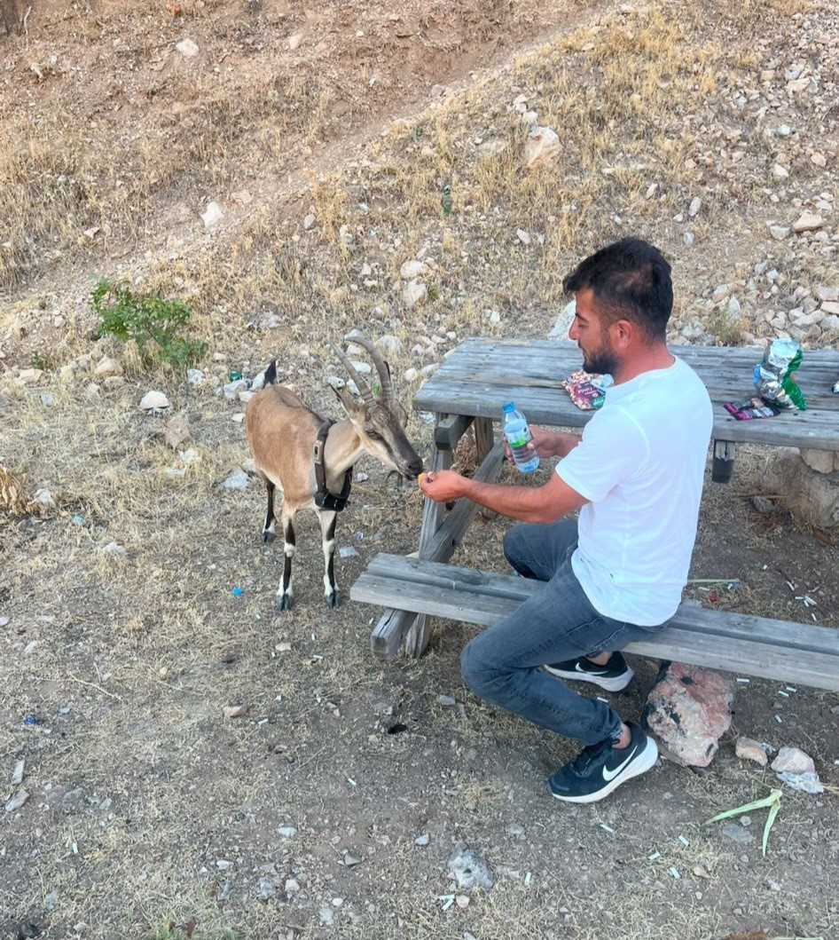 Dağ keçisini elleriyle besledi