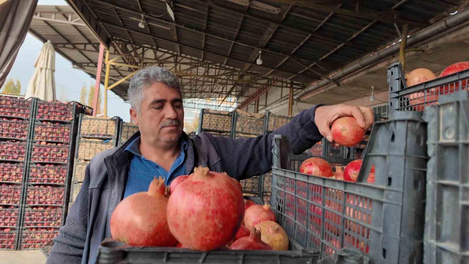 Kuraklık Zivzik narında verimi yarı yarıya d&uuml;ş&uuml;rd&uuml;
