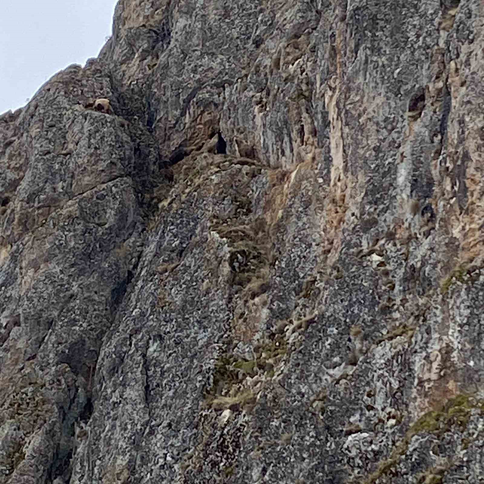 Erzincan’da mahsur kalan keçiler için JAK ve AFAD seferber oldu