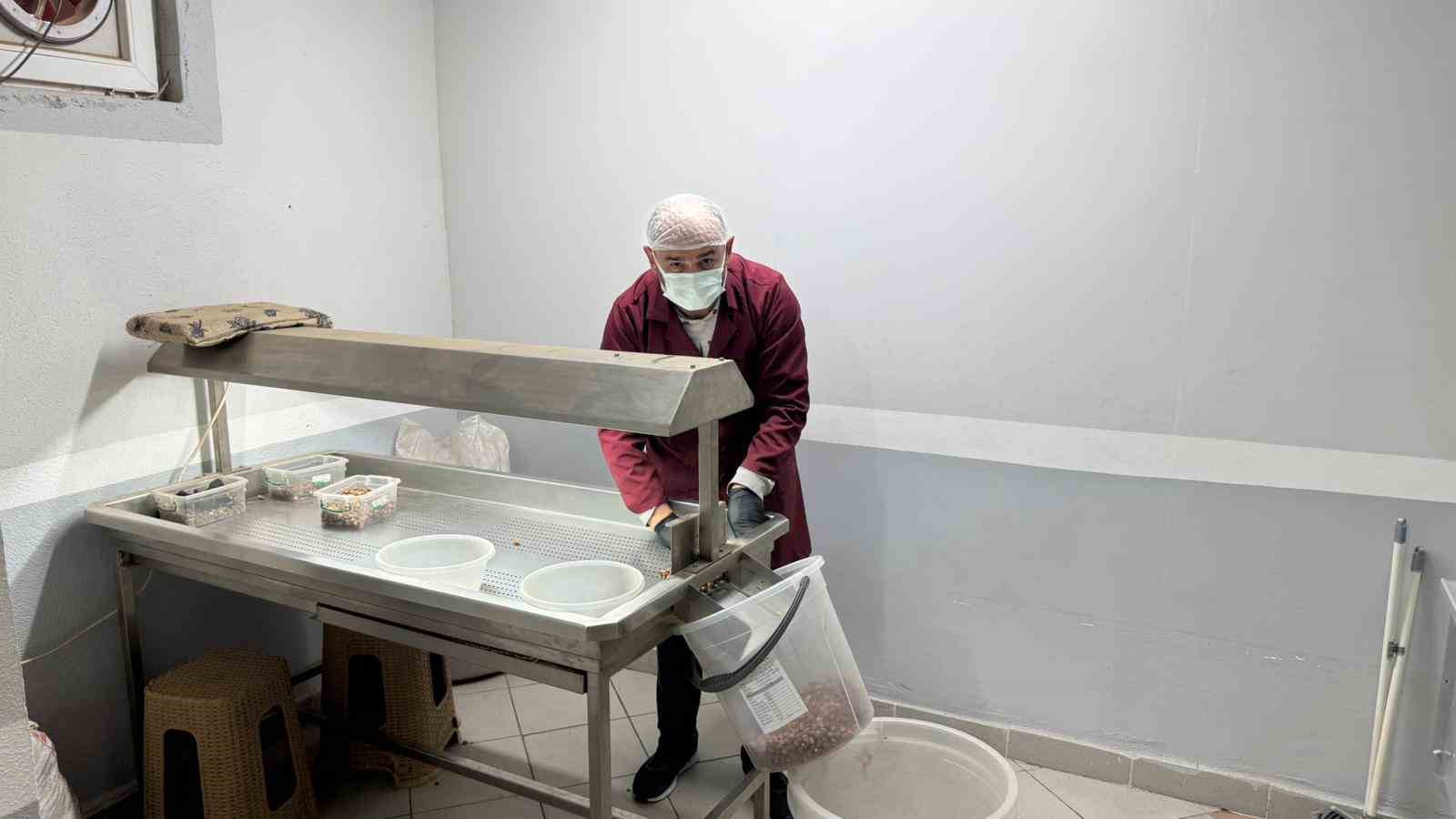 Alaplı’da fındık kavurma tesisleri taleplere yetişemiyor