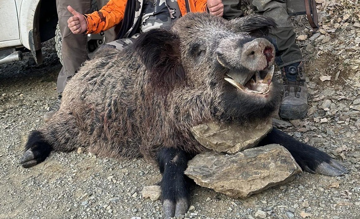 Elazığ&rsquo;da avcılar 200 kiloluk domuz avladı
