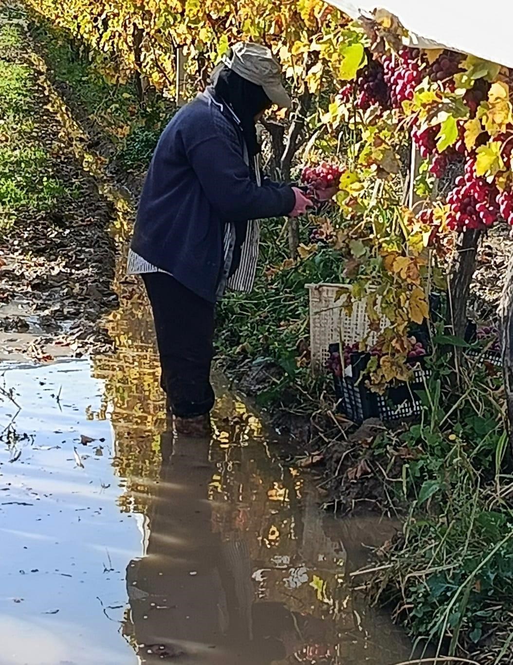 İşçiler yağmur ve çamuru aldırış etmeden üretime devam ediyor