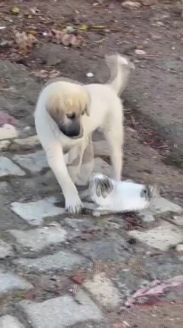 Gercüş’te yavru kedi ile yavru köpeğin sevimli kavgası kamerada