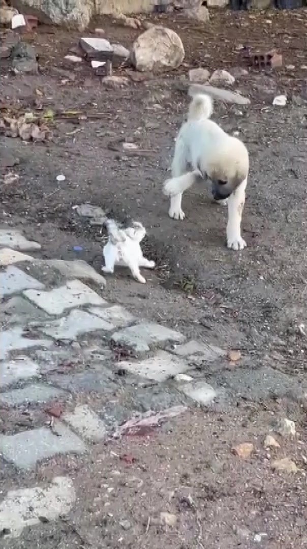 Gercüş’te yavru kedi ile yavru köpeğin sevimli kavgası kamerada