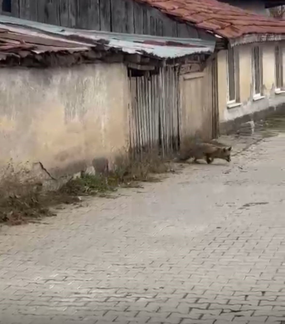 Köpek seslerini duyan tilkinin yaşadığı panik kamerada