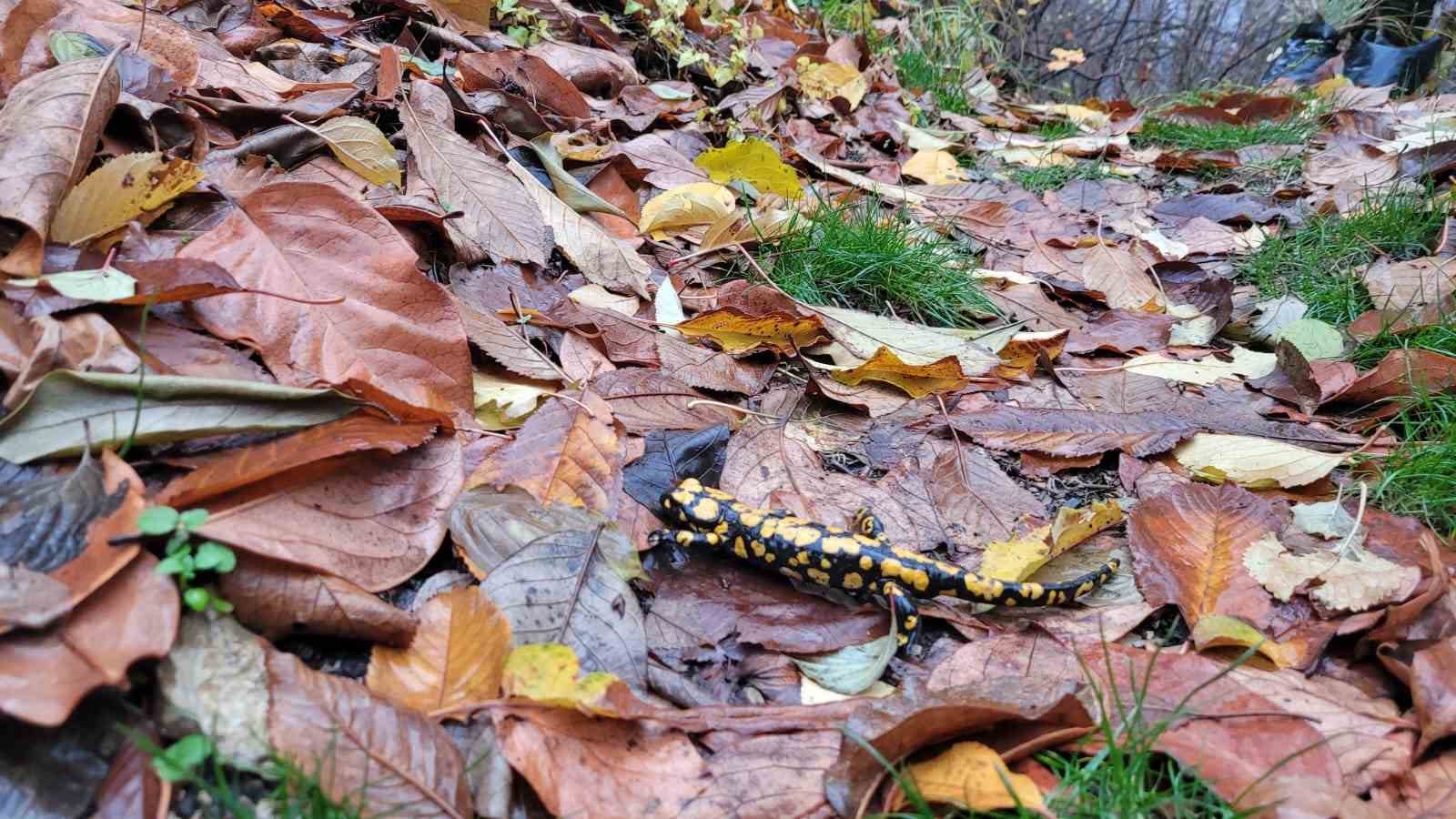 Koruma altındaki ’Benekli Semenderler’ Kemaliye’de görüntülendi