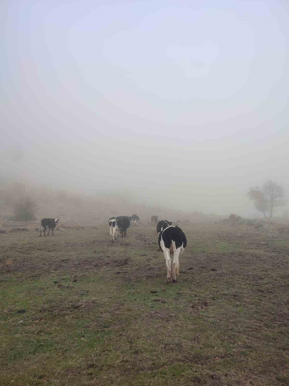 Hayvanları kaybolan kişinin imdadına jandarma yetişti
