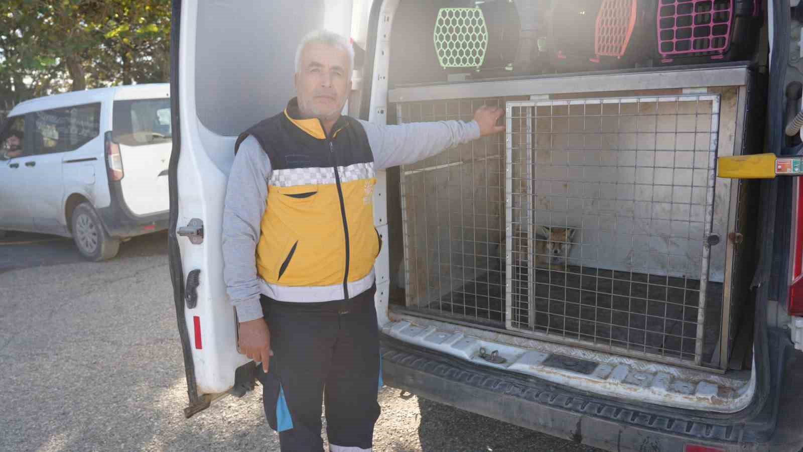 Yaralı tilki tedavisinin ardından doğaya geri bırakıldı