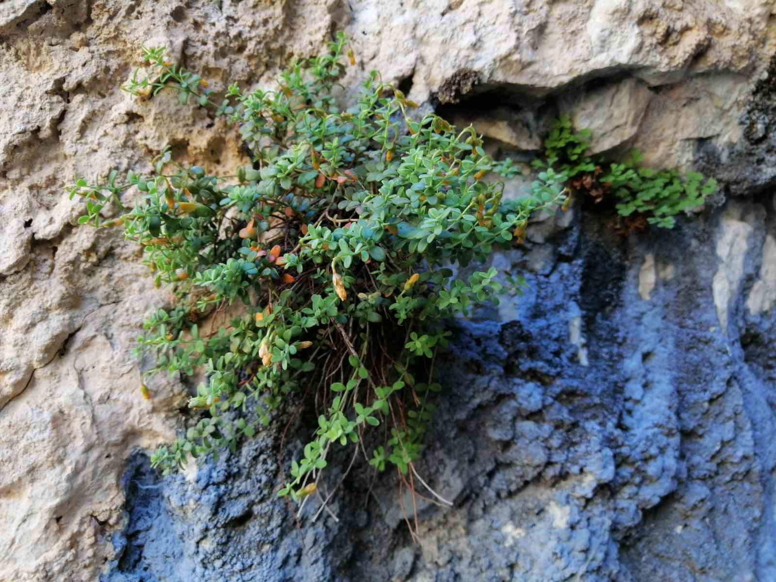Endemik Malatya kantaronu, kimyasal olarak sarı kantarondan daha zengin çıktı