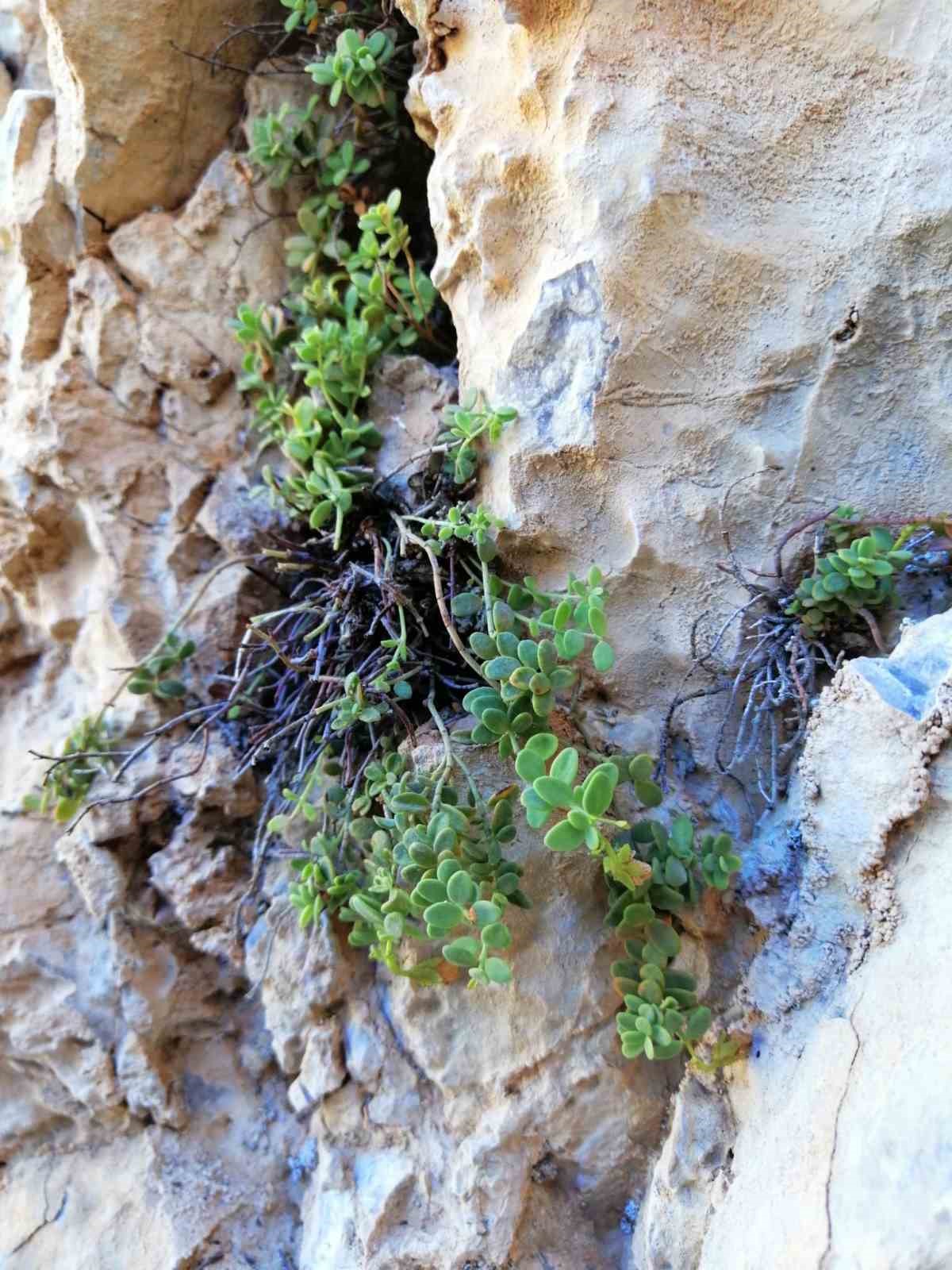 Endemik Malatya kantaronu, kimyasal olarak sarı kantarondan daha zengin çıktı
