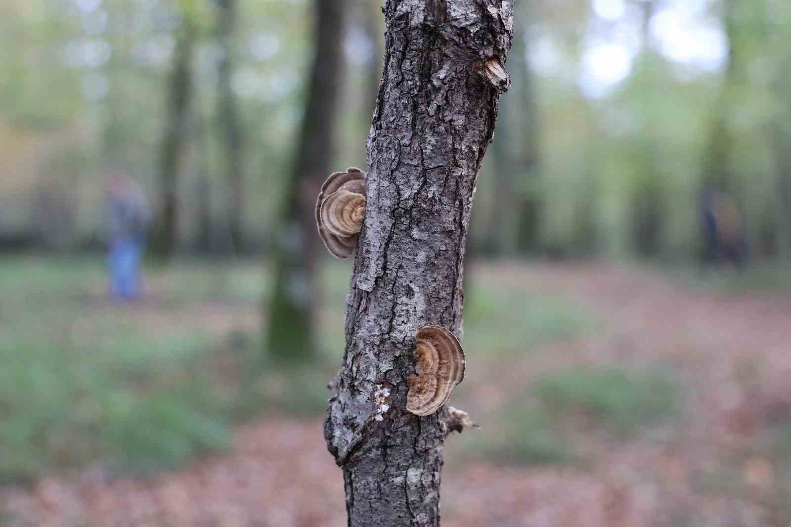 Doğaseverler Ormanya’nın zengin biyolojik çeşitliliğini keşfetti