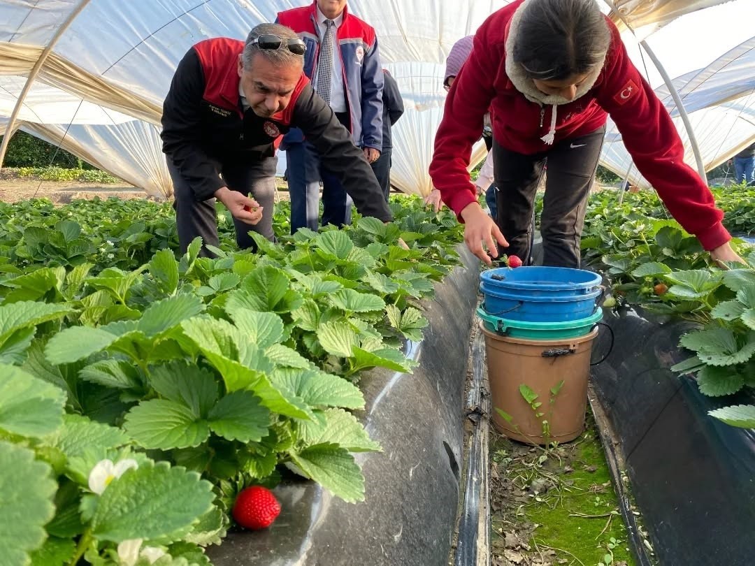 Coğrafi işaretli ’Sultanhisar Çileği’nde hasat sevinci