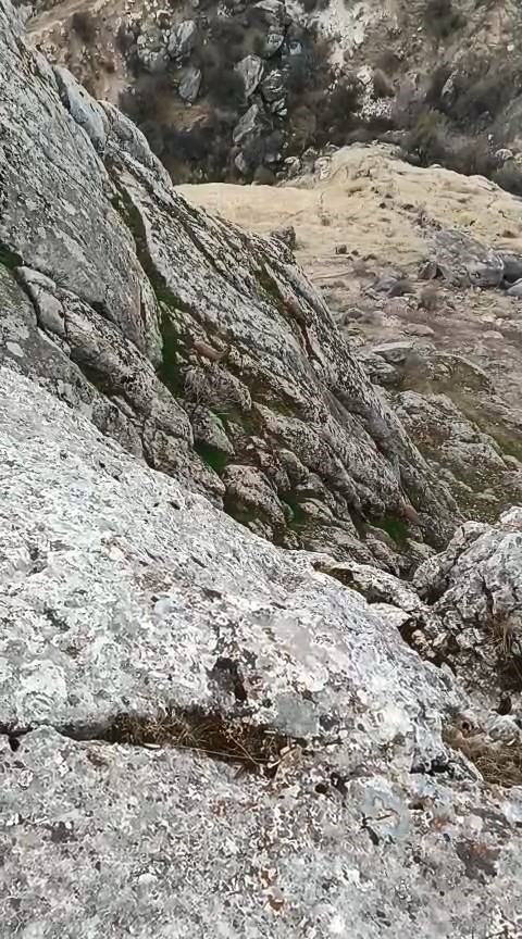 Elazığ’da dağ keçileri sürü halinde görüldü
