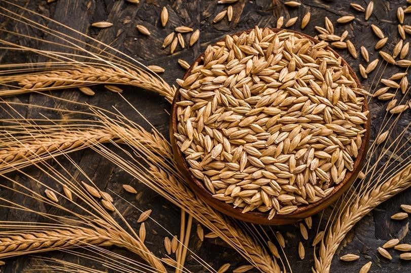 Kuraklık arpa ekimini artırdı
