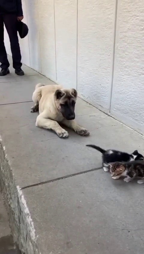 Ekmek kavgası bitti, kedi ve köpekler dost oldu
