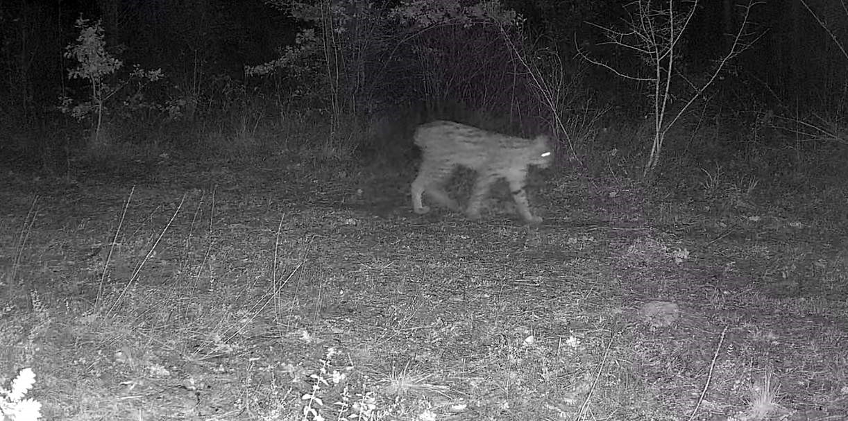 Karabük’te vaşak ve yavrusu ile kurt, fotokapana yansıdı