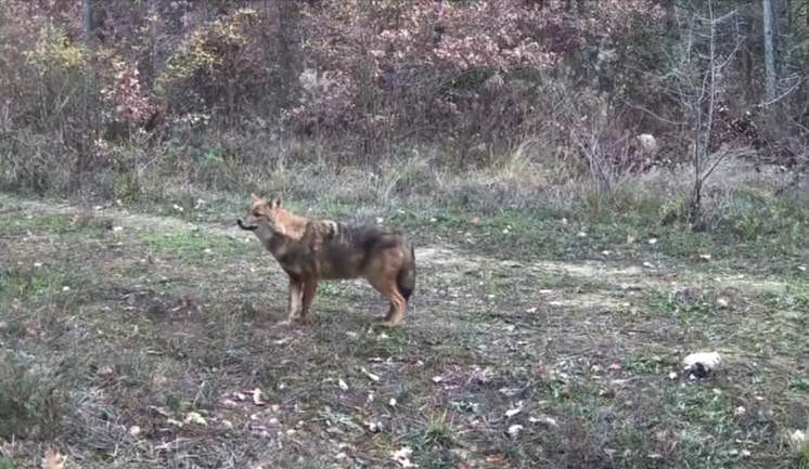 Karabük’te vaşak ve yavrusu ile kurt, fotokapana yansıdı