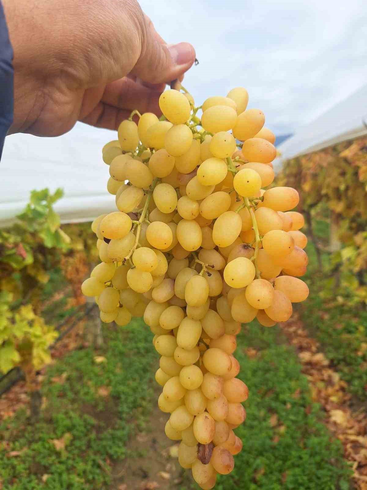 Dalında üzümler 5 aydır tazeliğini koruyor