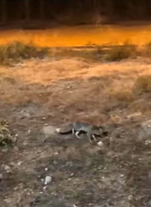 Aç kalan tilki şehir merkezine indi