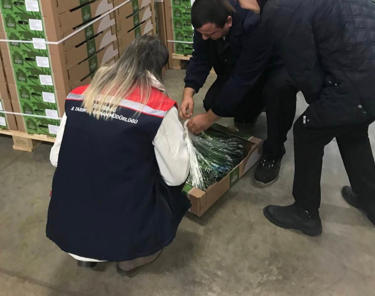 Çorlu’dan Hollanda’ya salatalık ihracatı
