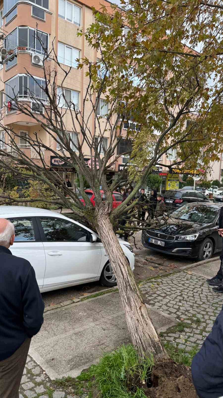 Bursa’da devrilen ağaç korku dolu anlar yaşattı
