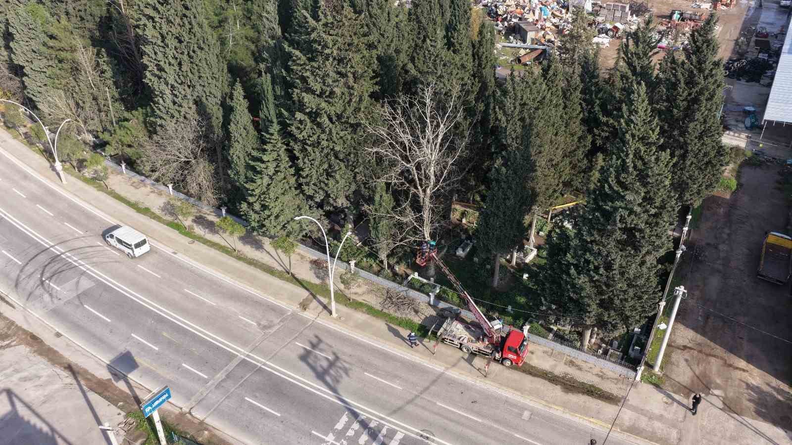 Başiskele’de budanan ağaç dalları ihtiyaç sahiplerine yakacak oluyor
