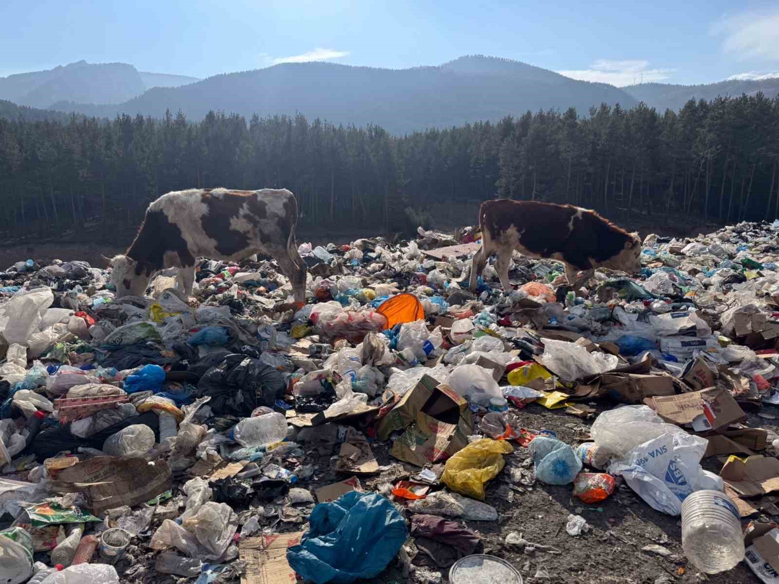 Büyükbaş hayvanlar çöplükte besleniyor
