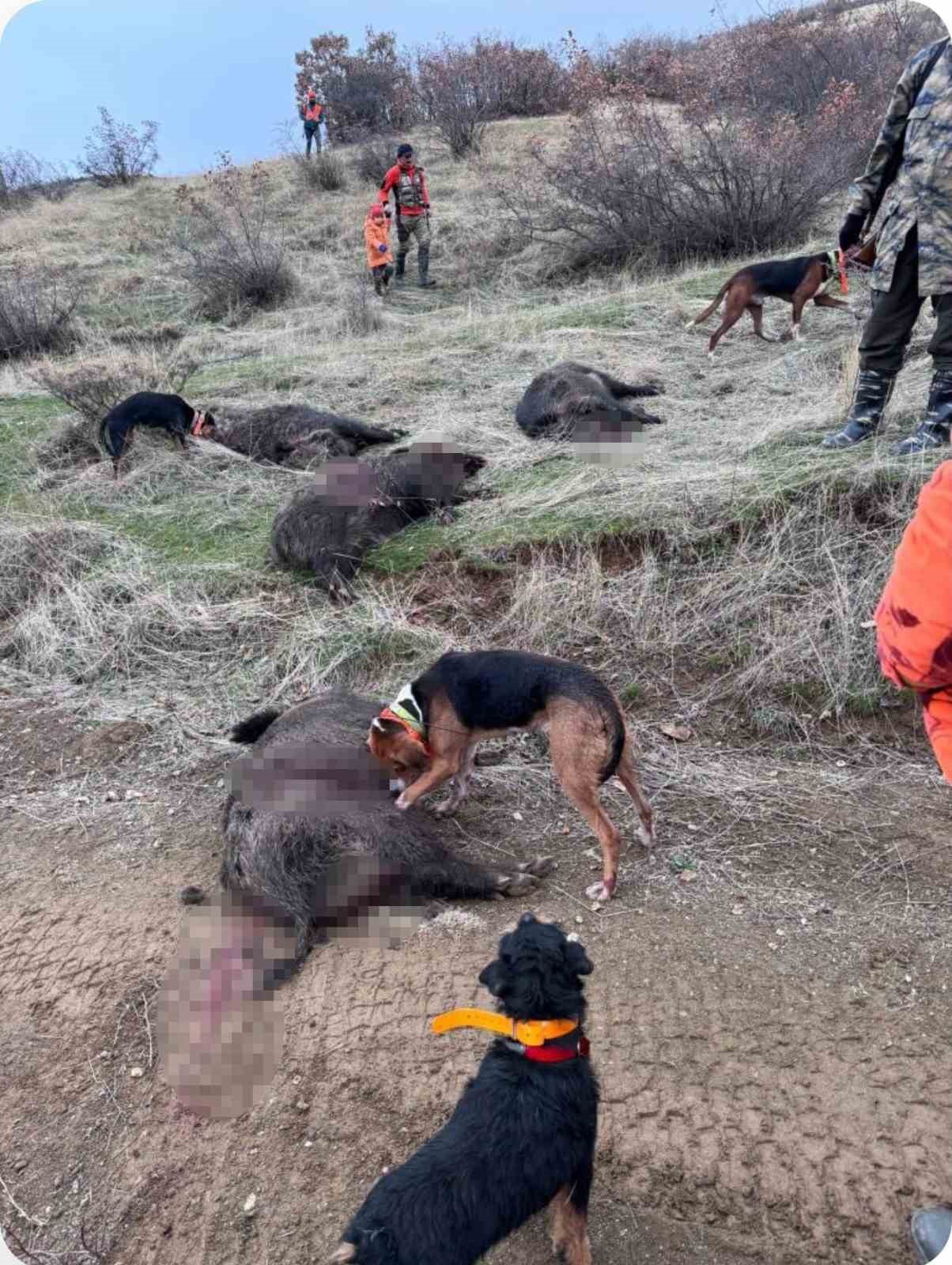 Elazığ’da avcılar sürü halinde domuz avladı