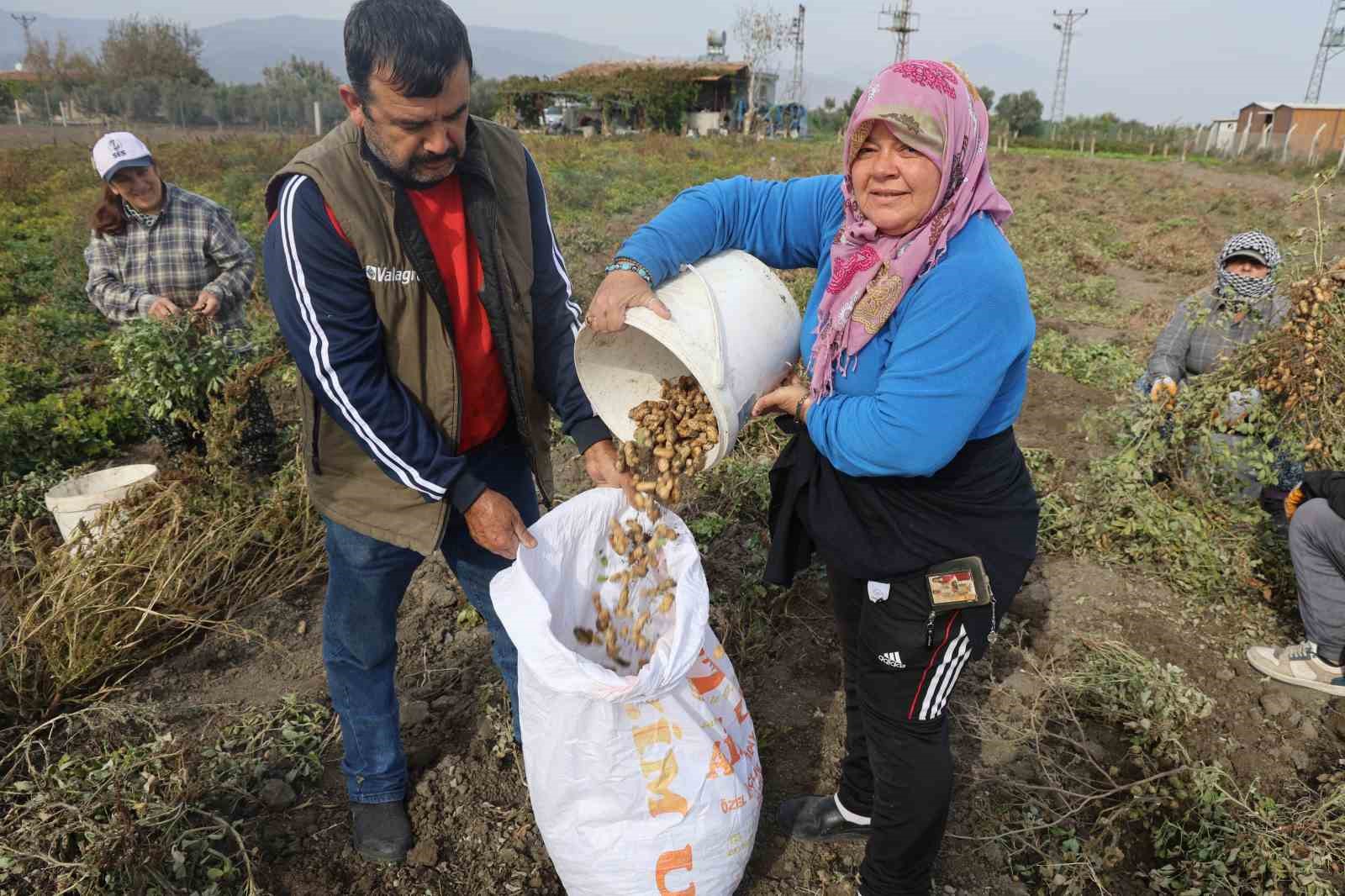 Kuraklığın rekolteyi etkilediği yer fıstığında hasat başladı