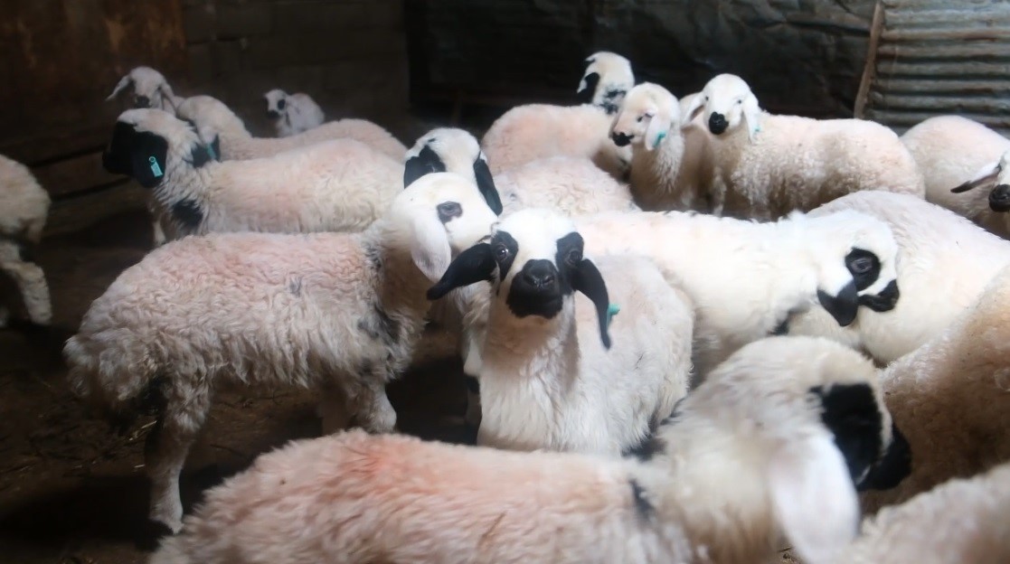 Erzincan’da yılın son kuzuları üreticilerin yüzünü güldürdü