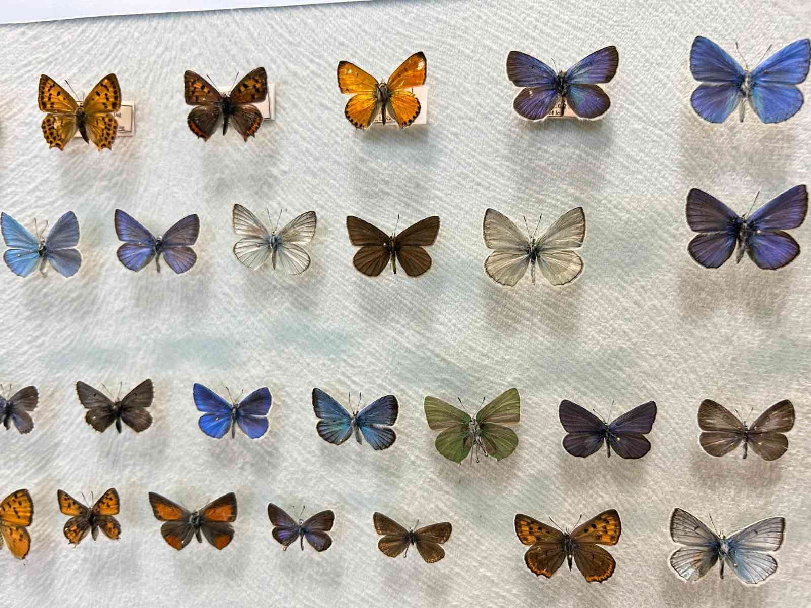 Van&rsquo;da binlerce kelebeğin korunduğu araştırma koleksiyonu
