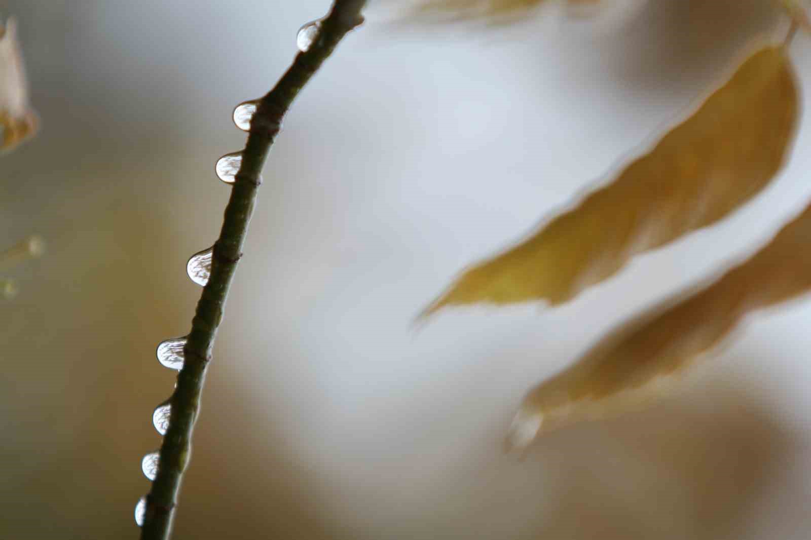 Bursalı çiftçilerin yağışlarla yüzü güldü