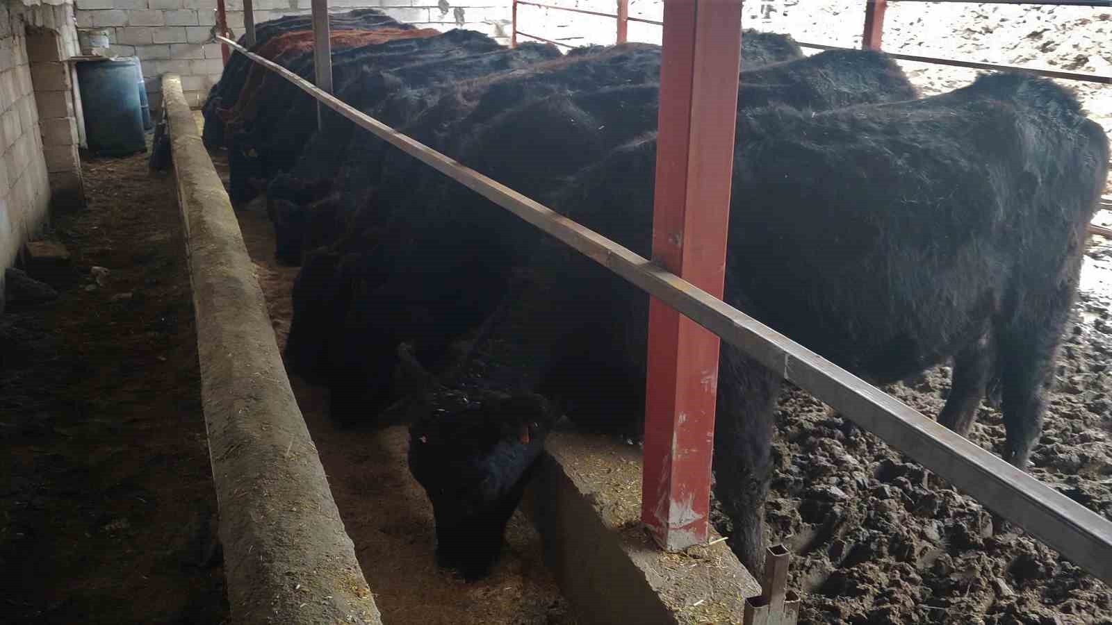 Atama beklerken hayvancılığa başladı