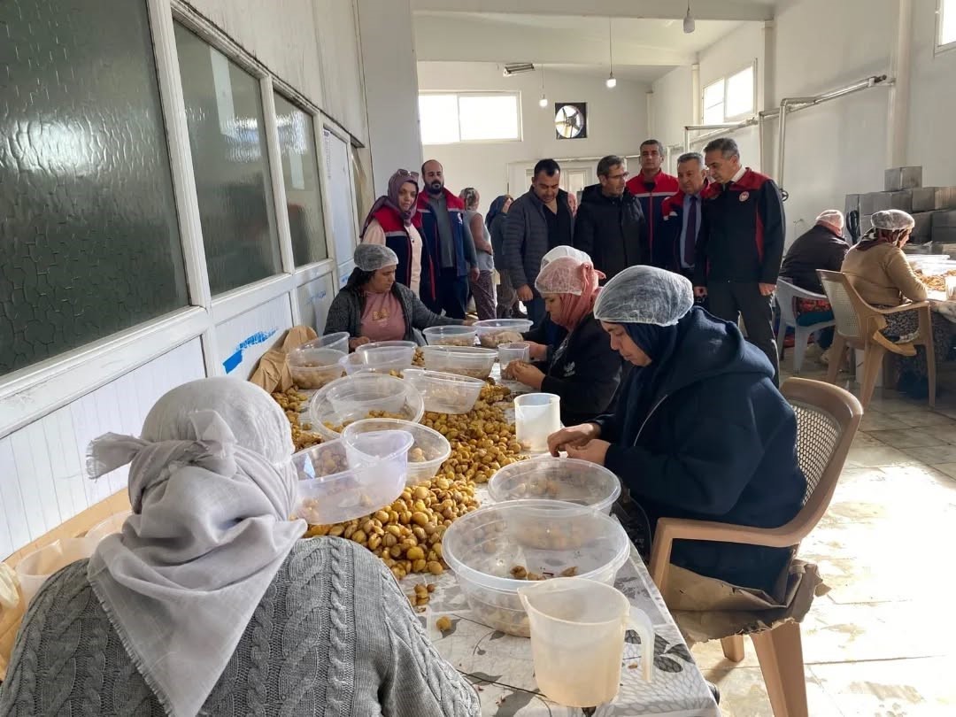 Türkiye’nin yüzde 33’ünü karşılayan Aydın Kestanesi, ihracata hazırlanıyor
