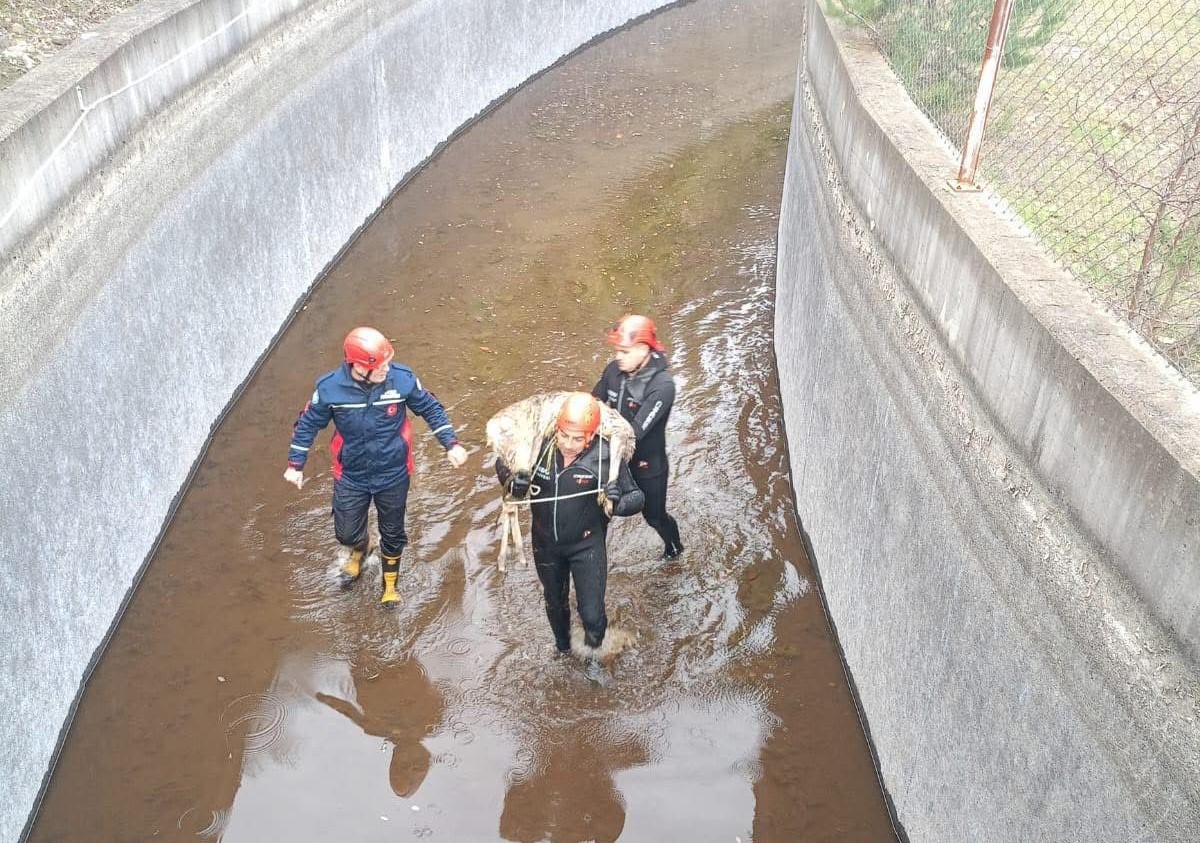Su kanalına düşen karaca kurtarıldı, itfaiye eri metrelerce omzunda taşıdı