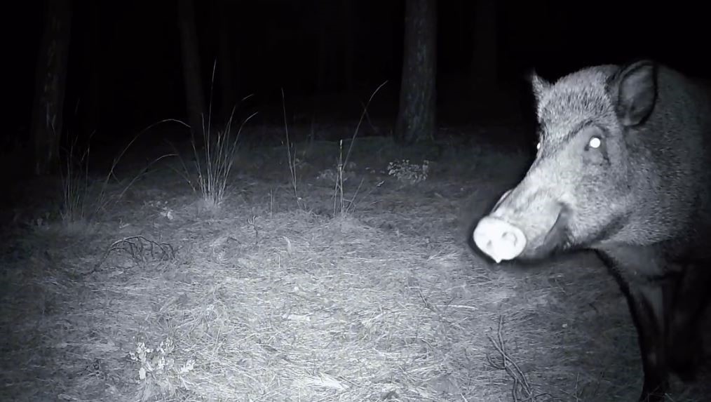 Yaban domuzunun fotokapanla savaşı: Söküp parçalamaya çalıştı