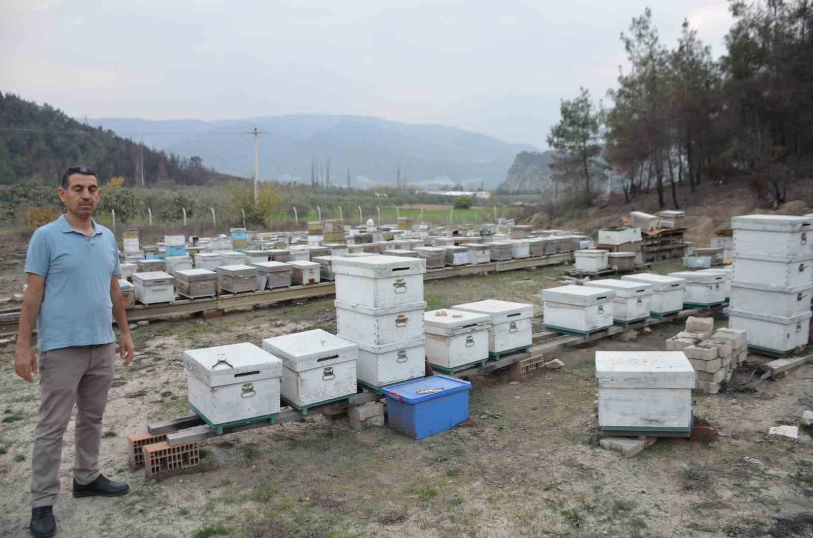 Ana arı üretiminde büyük başarı: Bir arı kovanıyla hobi olarak başladı, şimdi Türkiye’nin her yerine koloni gönderiyor