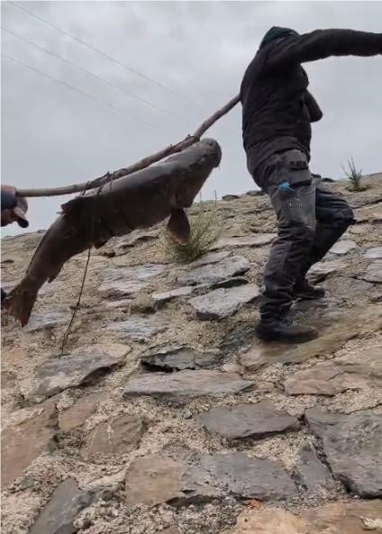 Nehirde yakalanan 60 kiloluk dev turna balığını, çam sırığına bağlayıp taşıdılar
