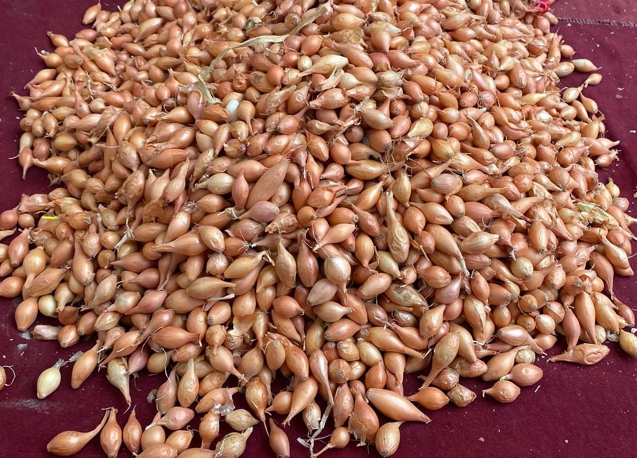 Soğan üreticilerine ‘Dikim zamanı’ uyarısı