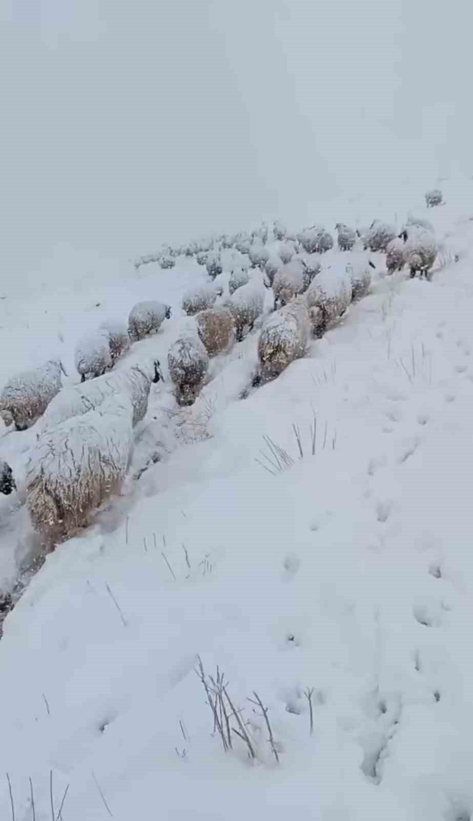 Koyun sürüsünün kar altında zorlu yolculuğu
