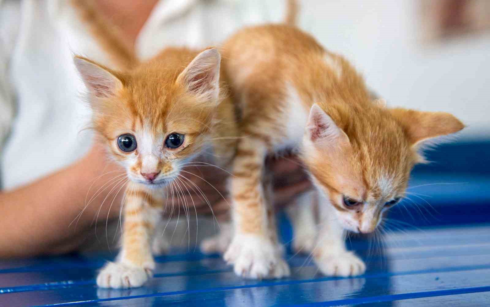 Kuşadası Belediyesi Veteriner İşleri Müdürlüğü’nden ‘mikroçip taktırın’ uyarısı