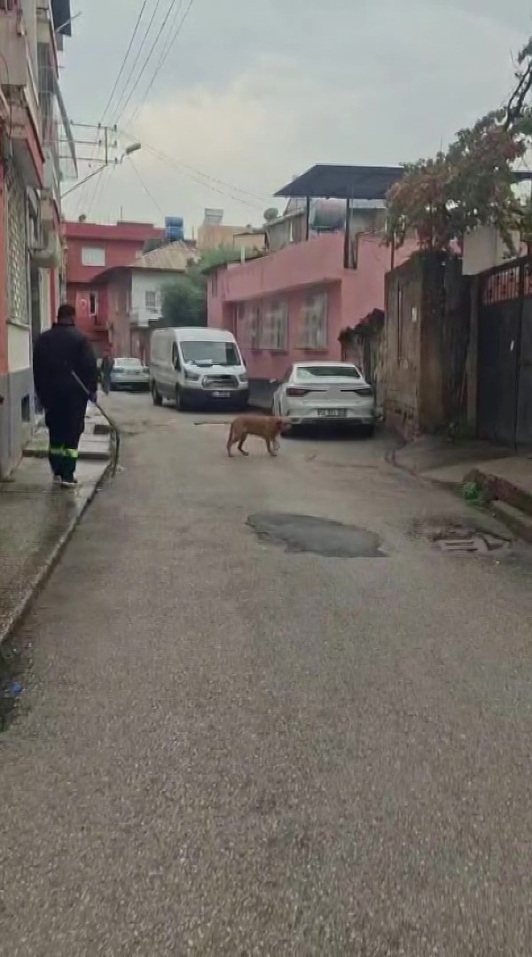 Adana’da başıboş sokak köpekleri toplanıyor