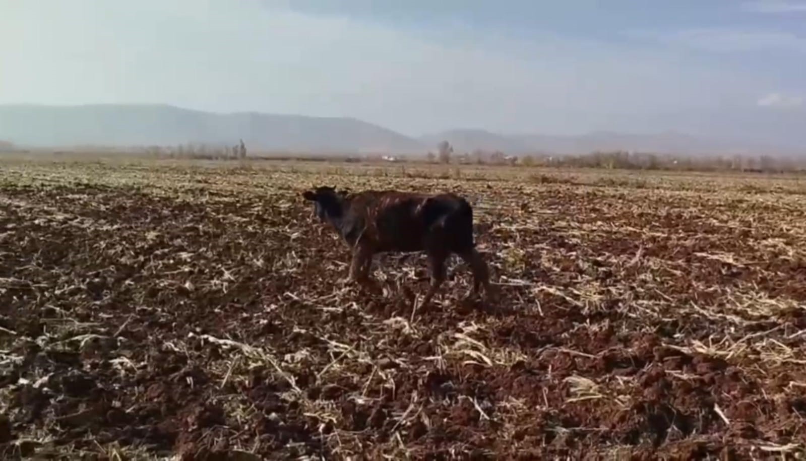Tahliye kanalına düşen inek kurtarıldı