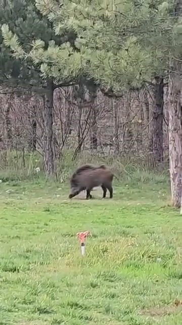 Yaban domuzu da üniversiteli oldu