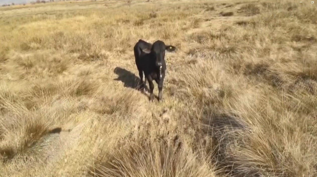 Firari angusu drone ile görüntüledi
