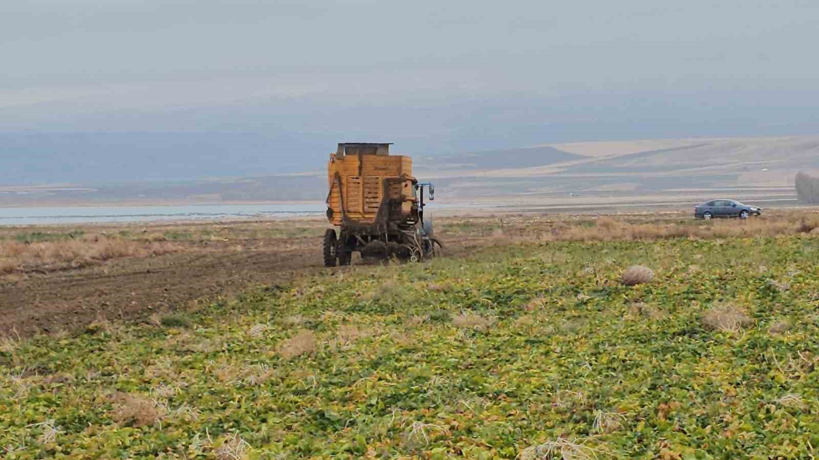Adilcevaz’da pancar sökümü hızla devam ediyor