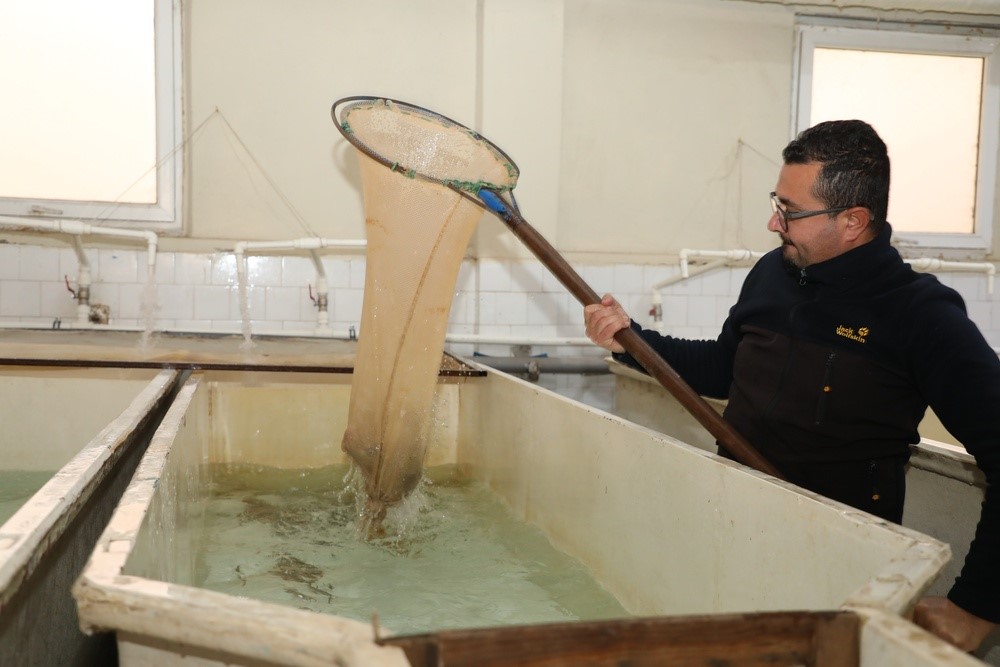 Elazığ’da alabalık sağım çalışmaları sürüyor
