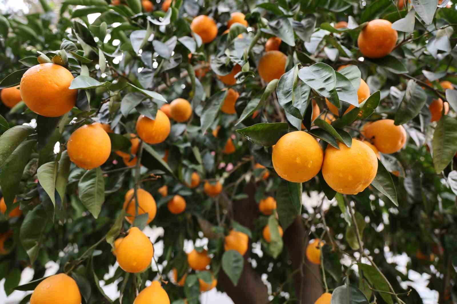 Adana’ya 4 gündür aralıksız yağan yağmur, çiftçiyi sevindirdi
